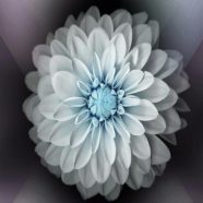Flower Cool iPhone8 Wallpaper
