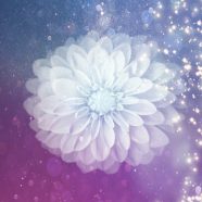 Flower white iPhone8 Wallpaper