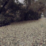 Tree fallen leaves iPhone8 Wallpaper