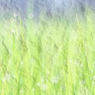 Gradient grassy iPhone8 Wallpaper