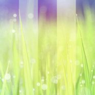 Grassy light iPhone8 Wallpaper
