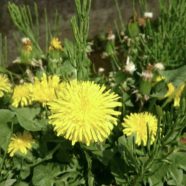 Dandelion yellow iPhone8 Wallpaper