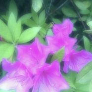Azalea Flower iPhone8 Wallpaper