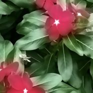 Flower blur iPhone8 Wallpaper