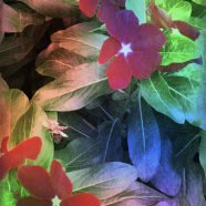 Flower leaf iPhone8 Wallpaper