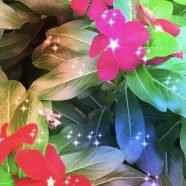 Flower light iPhone8 Wallpaper