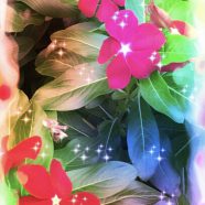 Flower light iPhone8 Wallpaper