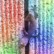 Lizard colorful iPhone8 Wallpaper