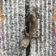 Lizard light iPhone8 Wallpaper