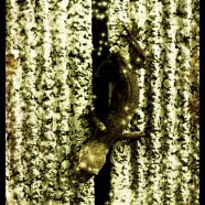 Lizard Sepia iPhone8 Wallpaper