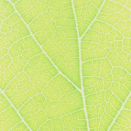 Pattern vein Yellow green iPhone8 Wallpaper