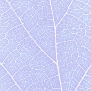 Pattern vein Blue purple iPhone8 Wallpaper