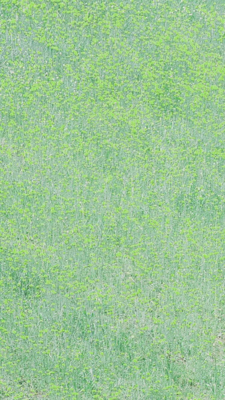 Landscape flower garden Green | wallpaper.sc iPhone8