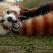 Animal red pandas iPhone8 Wallpaper
