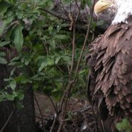 Animal eagle iPhone8 Wallpaper