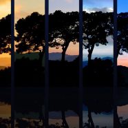 Cool tree iPhone8 Wallpaper