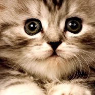 Cat kitten iPhone8 Wallpaper