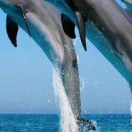Animal dolphin iPhone8 Wallpaper