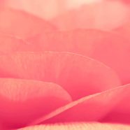 Natural  flower  pink iPhone8 Wallpaper