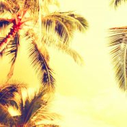 Tree landscape palm iPhone8 Wallpaper