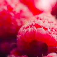 Blur raspberry red iPhone8 Wallpaper