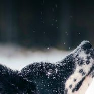 Animal dog snow iPhone8 Wallpaper