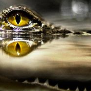 Cool water crocodile iPhone8 Wallpaper