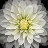 Flower black and white iPhone8 Wallpaper