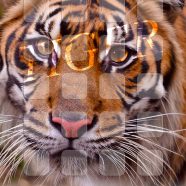 Animal tiger shelf iPhone8 Wallpaper