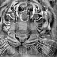 Animal tiger monochrome shelf iPhone8 Wallpaper
