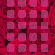 Rose red purple shelf iPhone8 Wallpaper