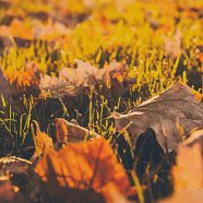 Landscape dead leaves fall blur iPhone8 Wallpaper