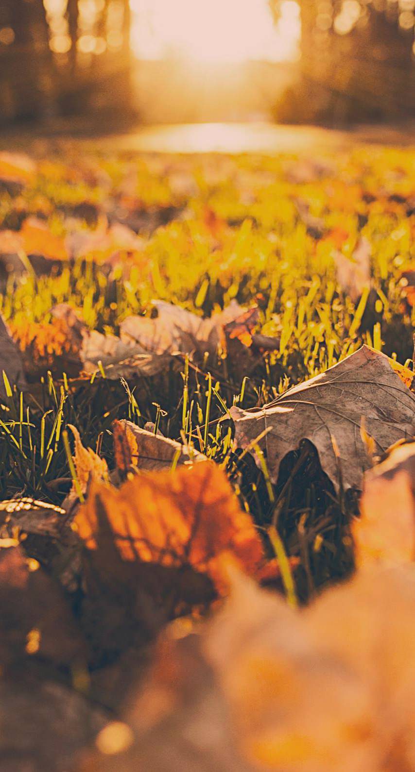Landscape Dead Leaves Fall Blur Wallpapersc Iphone8