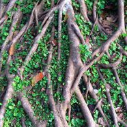 Natural green tea tree roots iPhone8 Wallpaper