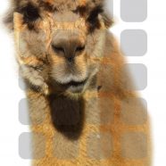 Animal alpaca shelf iPhone8 Wallpaper