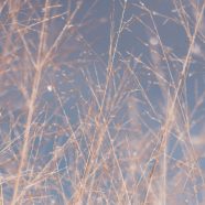 Blur branches landscape iPhone8 Wallpaper