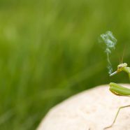 Insect praying mantis green blur iPhone8 Wallpaper