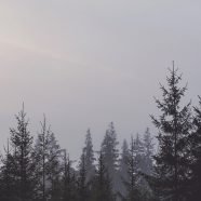 Landscape forest sky iPhone8 Wallpaper