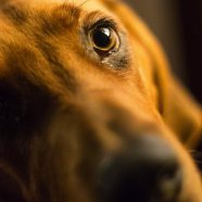 Animal dog brown iPhone8 Wallpaper