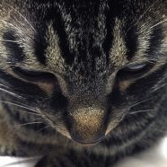 Animal cat Kijitora face iPhone8 Wallpaper