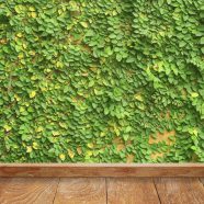 Green wall ivy floorboards iPhone8 Wallpaper