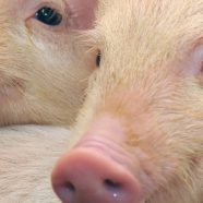 Pig animal peach iPhone8 Wallpaper
