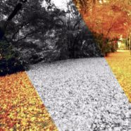 Fallen leaves light iPhone8 Wallpaper