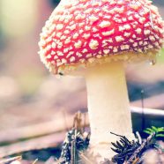 Natural red mushroom iPhone8 Wallpaper