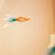 Goldfish fish blur iPhone8 Wallpaper