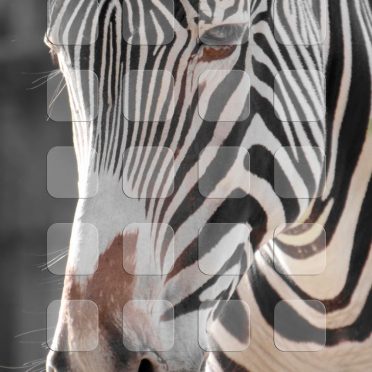 Animal zebra shelf iPhone8 Wallpaper