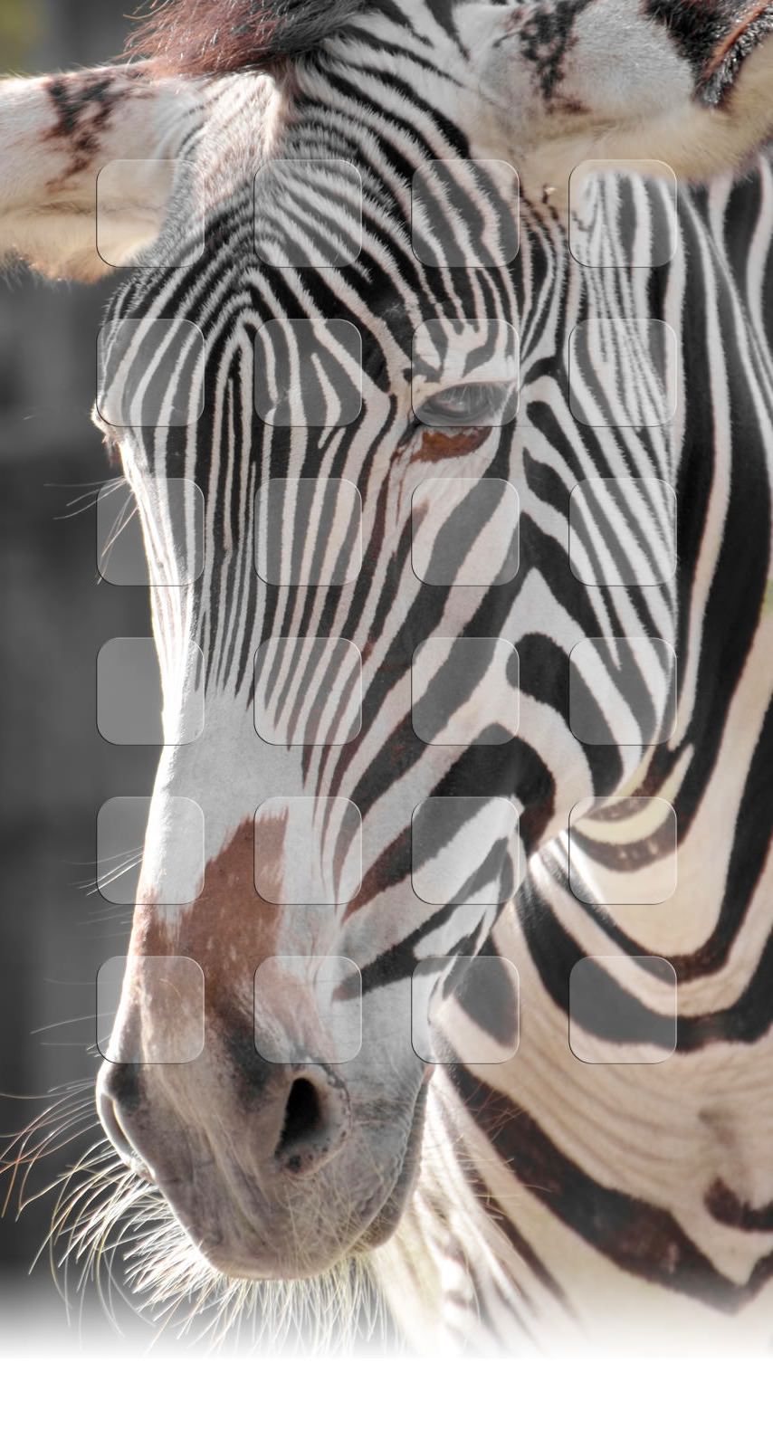 Animal zebra shelf | wallpaper.sc iPhone8