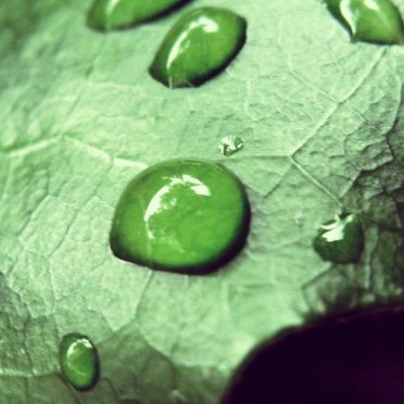 Natural chloroplast iPhone8 Wallpaper