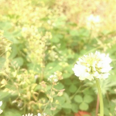 field wild white clover iPhone8 Wallpaper