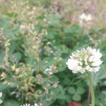 White clover flower iPhone8 Wallpaper